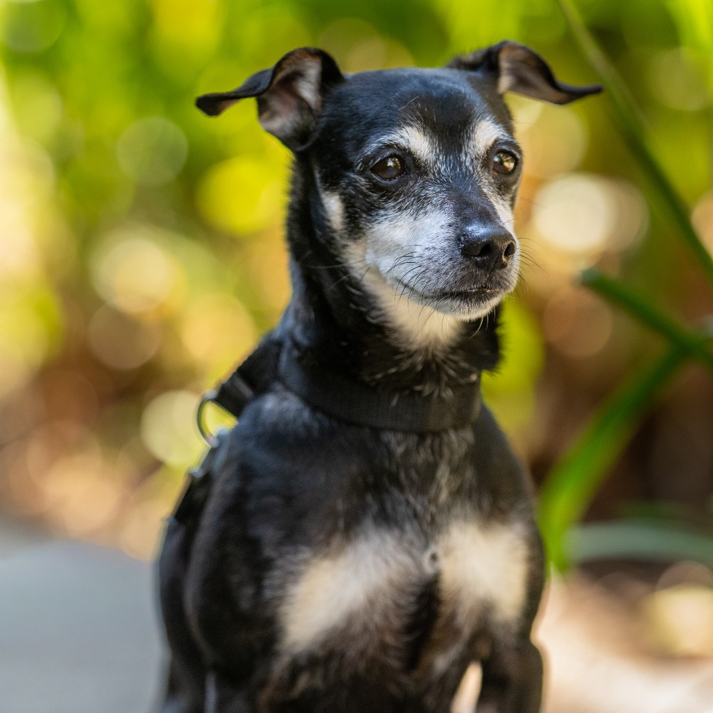 Animal namedHennessy