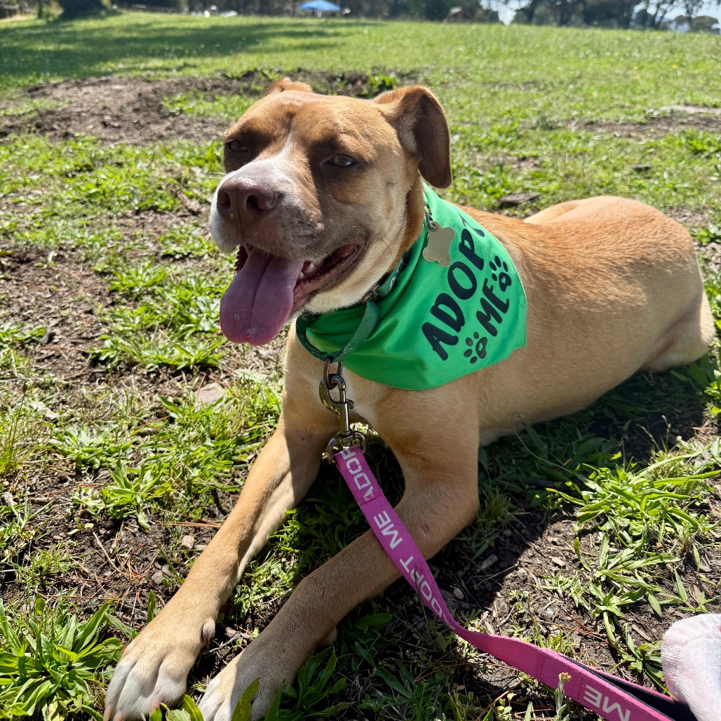 KASHA, photo 26
