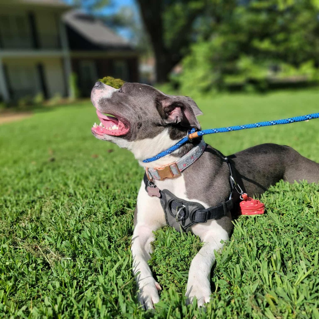 Ruby aka Woobie (Formerly Rosie), photo 17