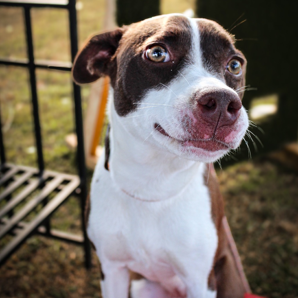 Morticia, an adoptable dog at SPCA-BC