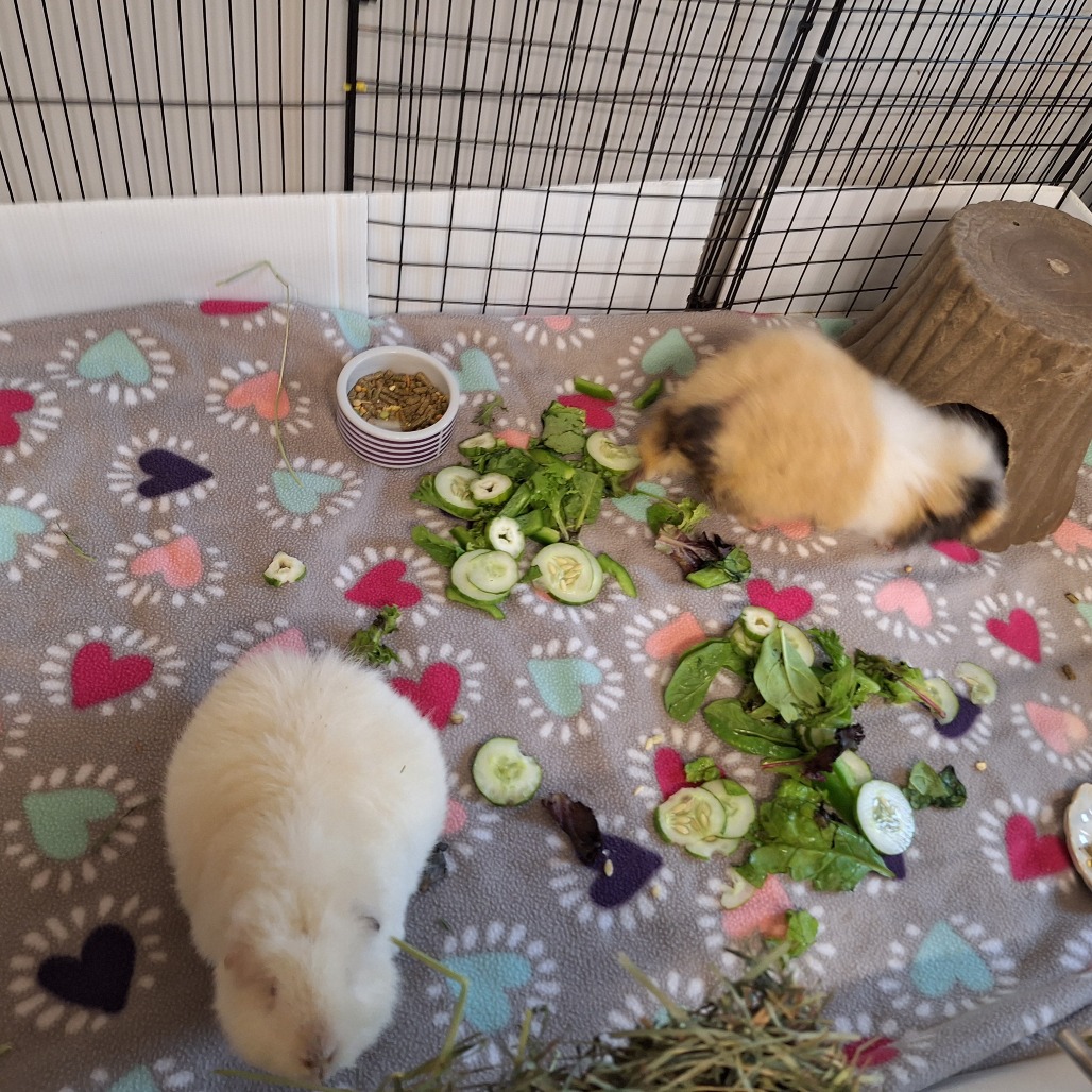 Marshmallow, photo 9