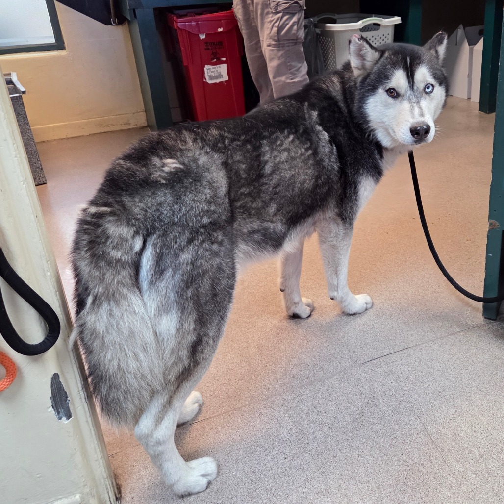 Siberian Husky