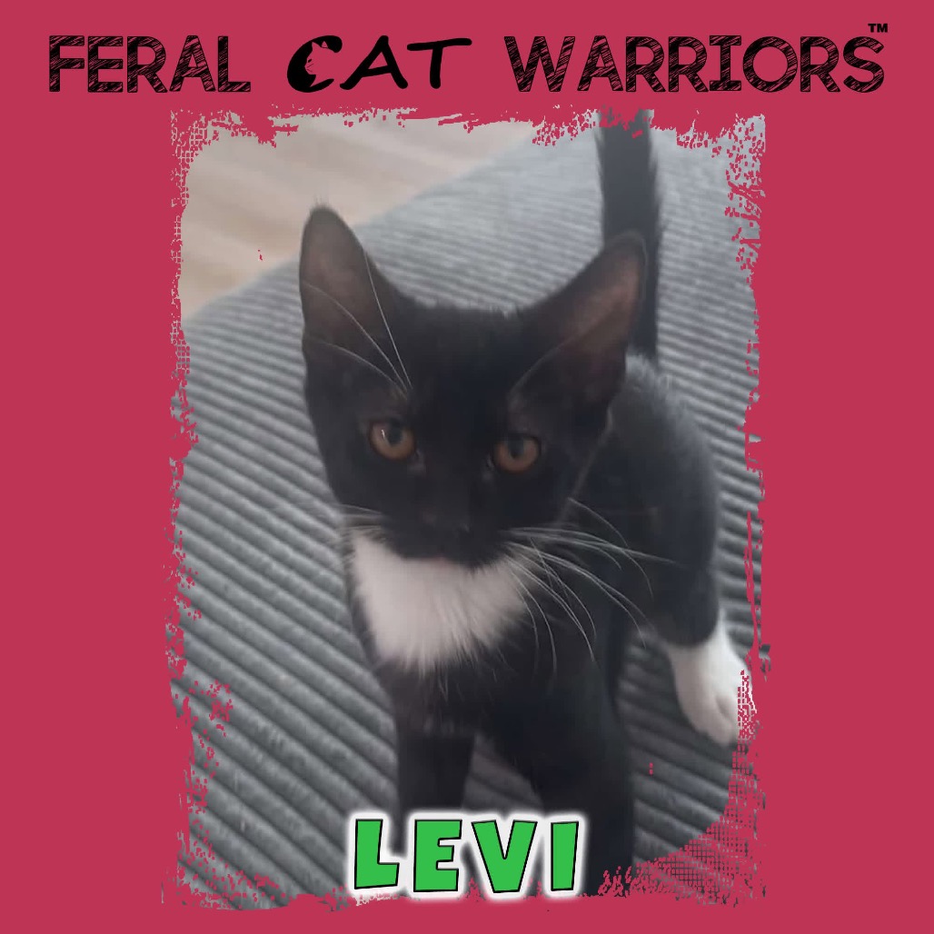 Levi MG