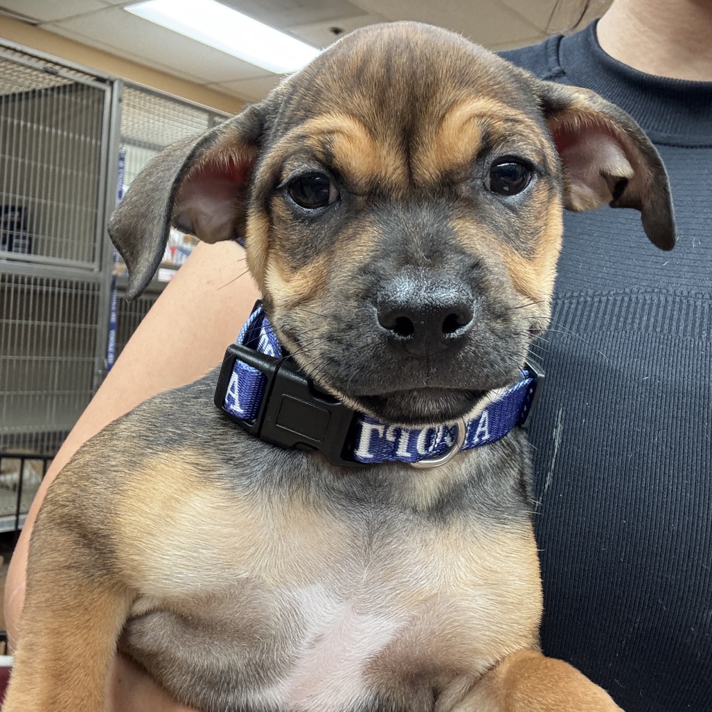 FWT REESE - Mixed Breed (Small) available for adoption