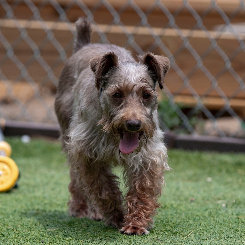 Charlie (JN26-59), photo 9