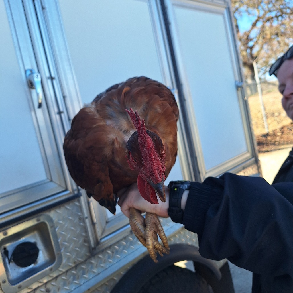 Upper Pen #2 Rooster's preview photo