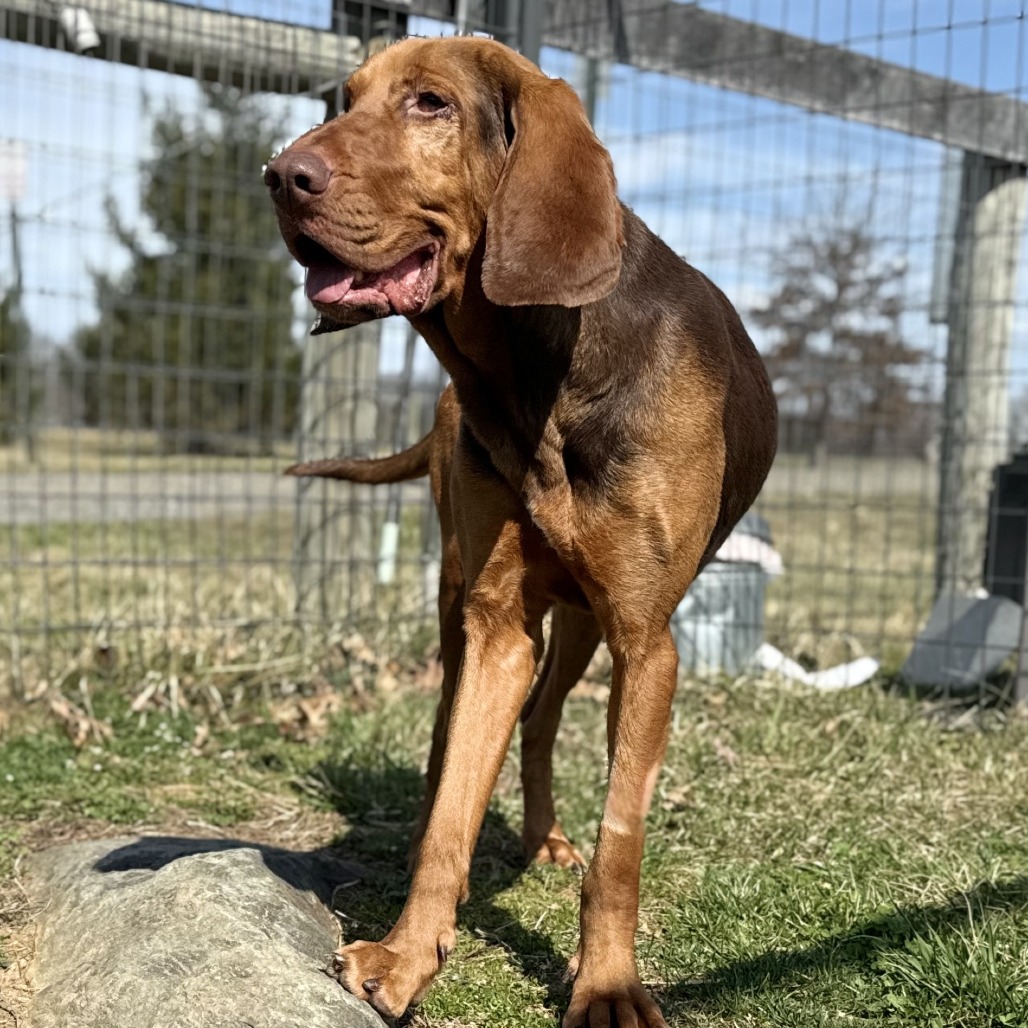 HOPE (IN FOSTER) - Bloodhound / Mixed Breed (Medium) available for adoption