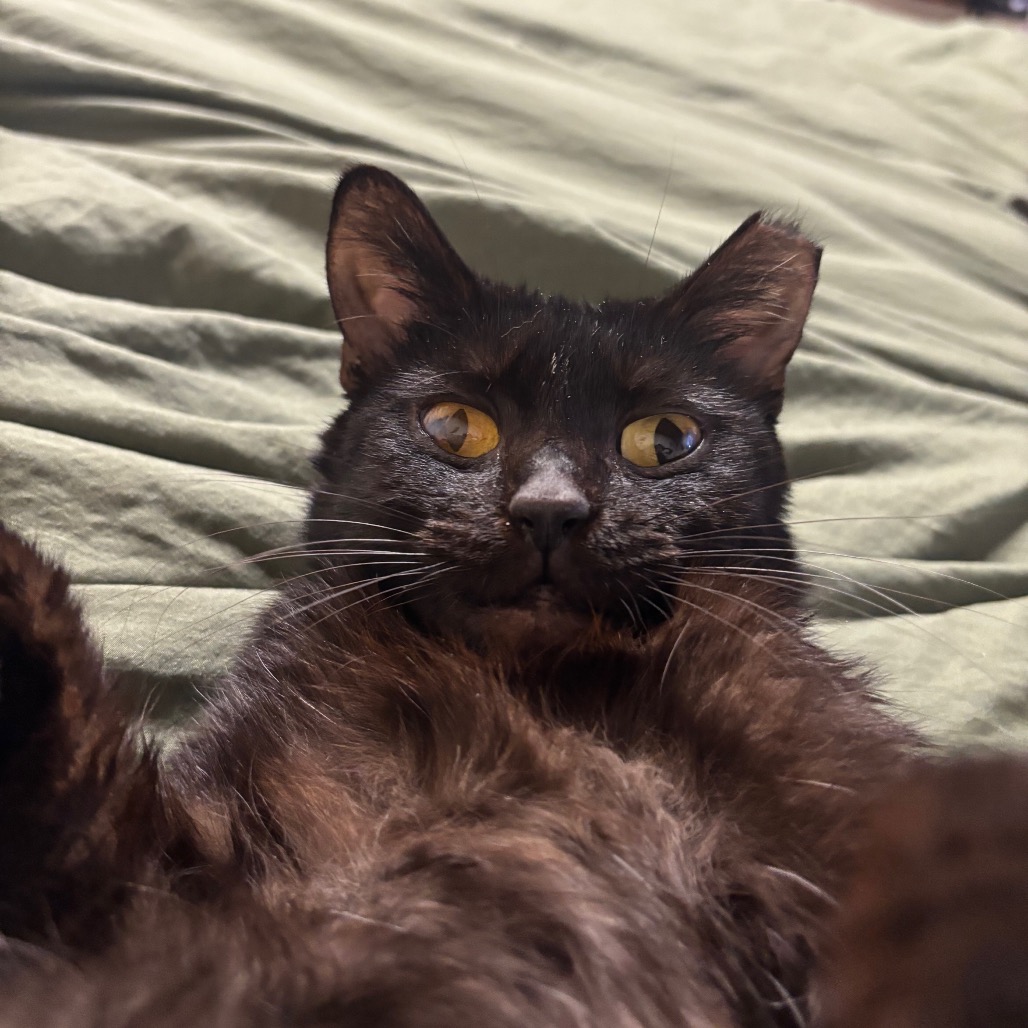 Squiggles -I'm in a foster home, Call to meet with me!, photo 6