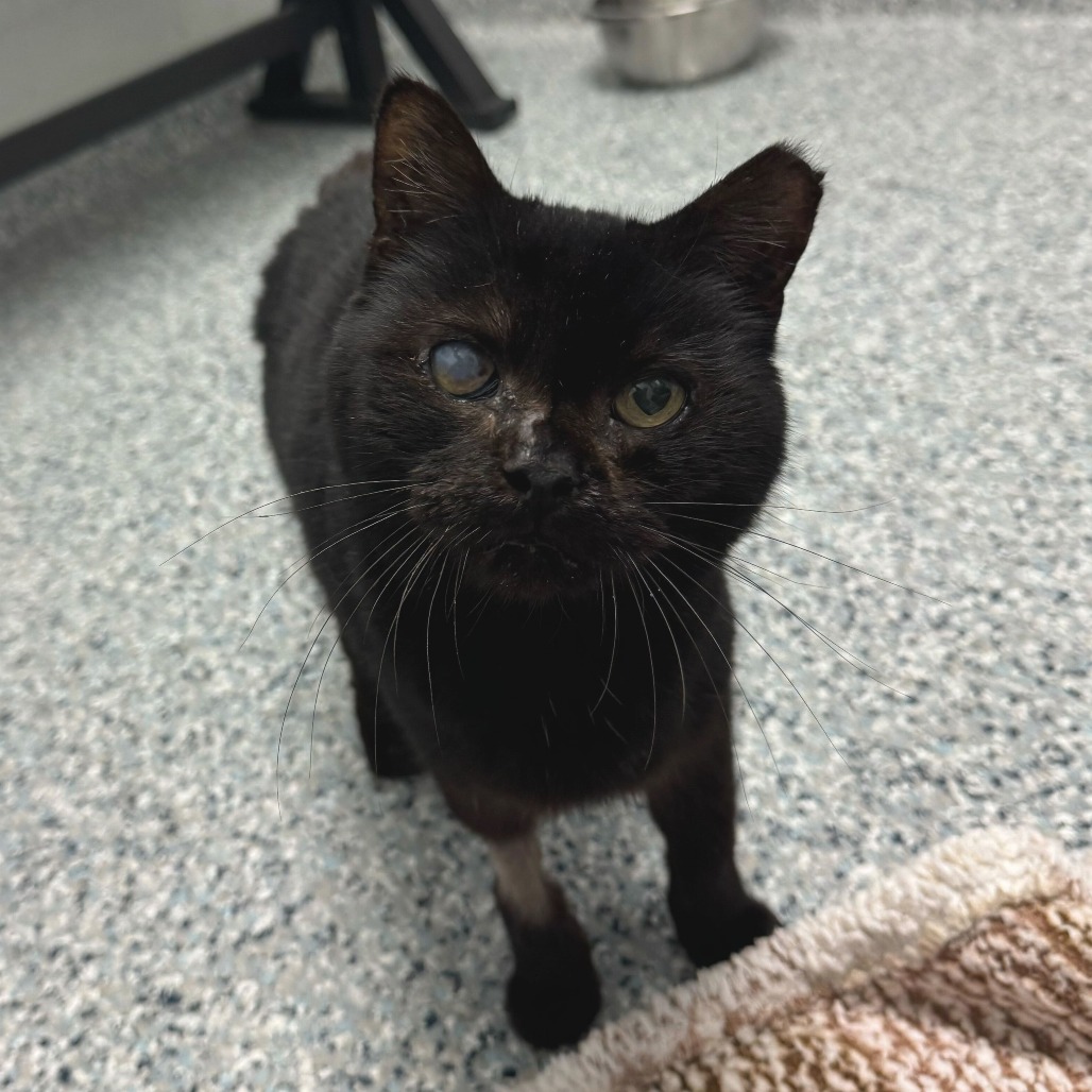 EUSTACE - Domestic Shorthair available for adoption