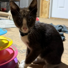Grant, available for adoption