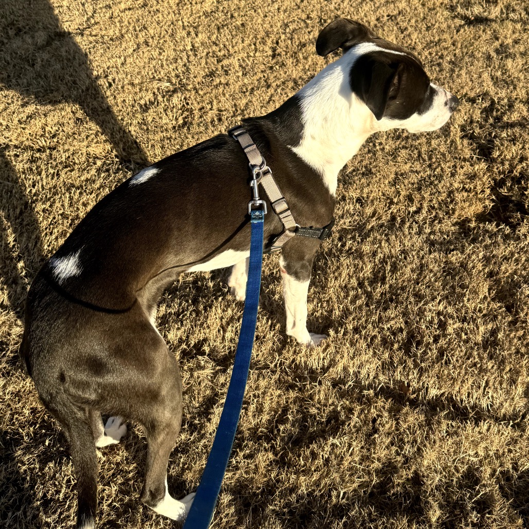 Tilly, photo 2
