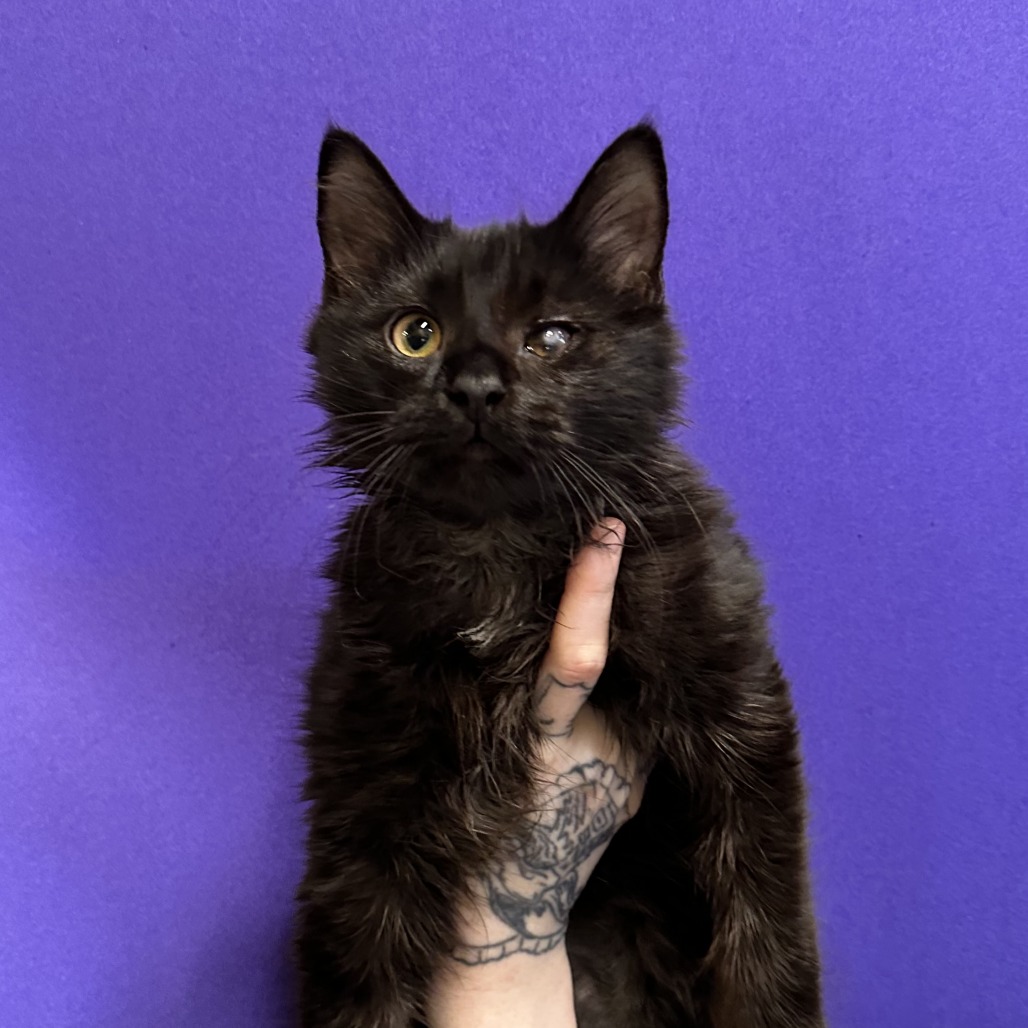 FOT - Domestic Longhair available for adoption