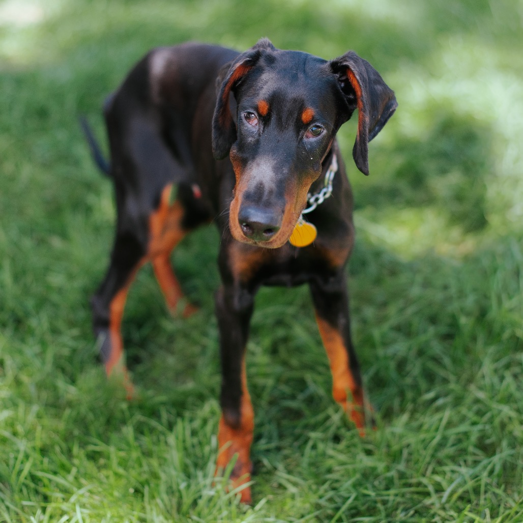 Bibbity - Doberman Pinscher for adoption in Illinois