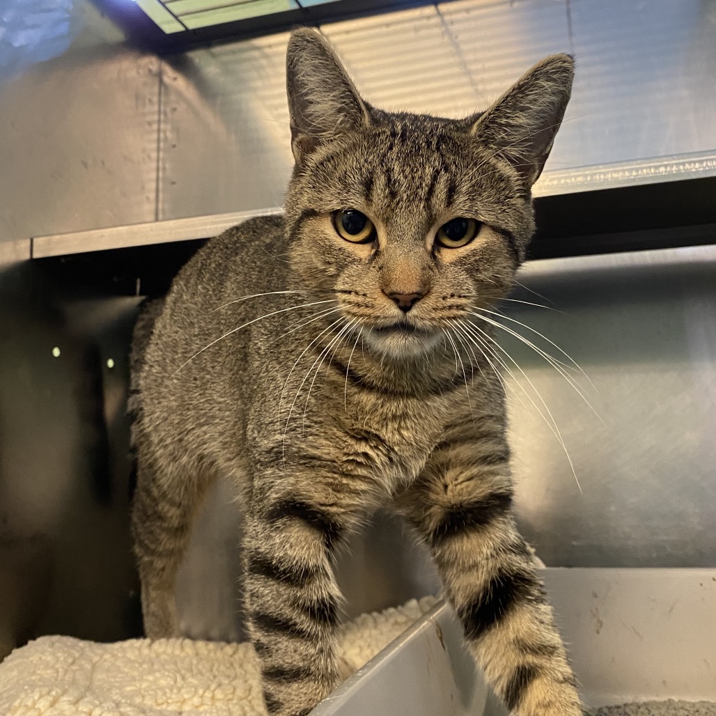 BEANIE - Domestic Shorthair available for adoption