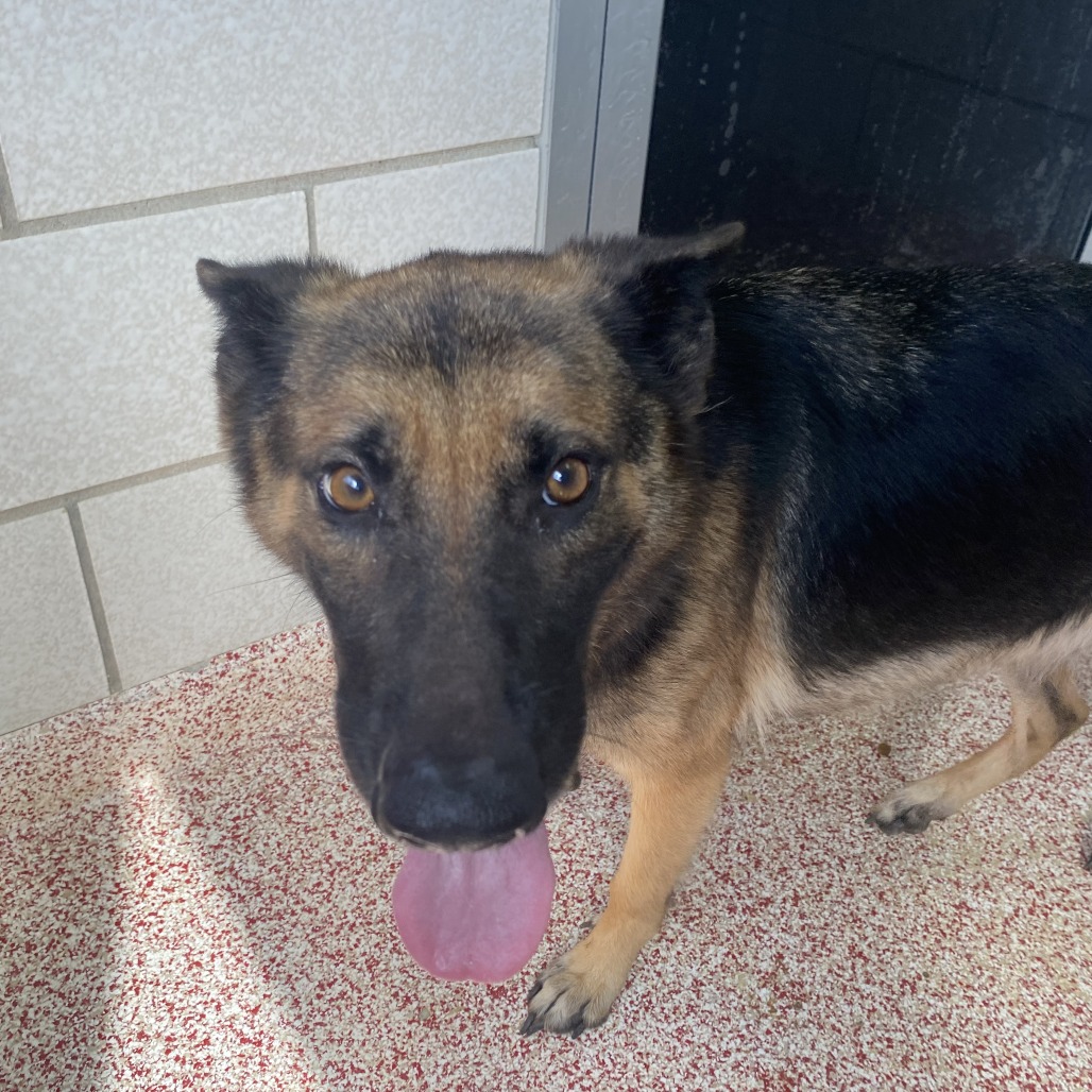CELIA MAE (DOG 2) - Shepherd / German available for adoption
