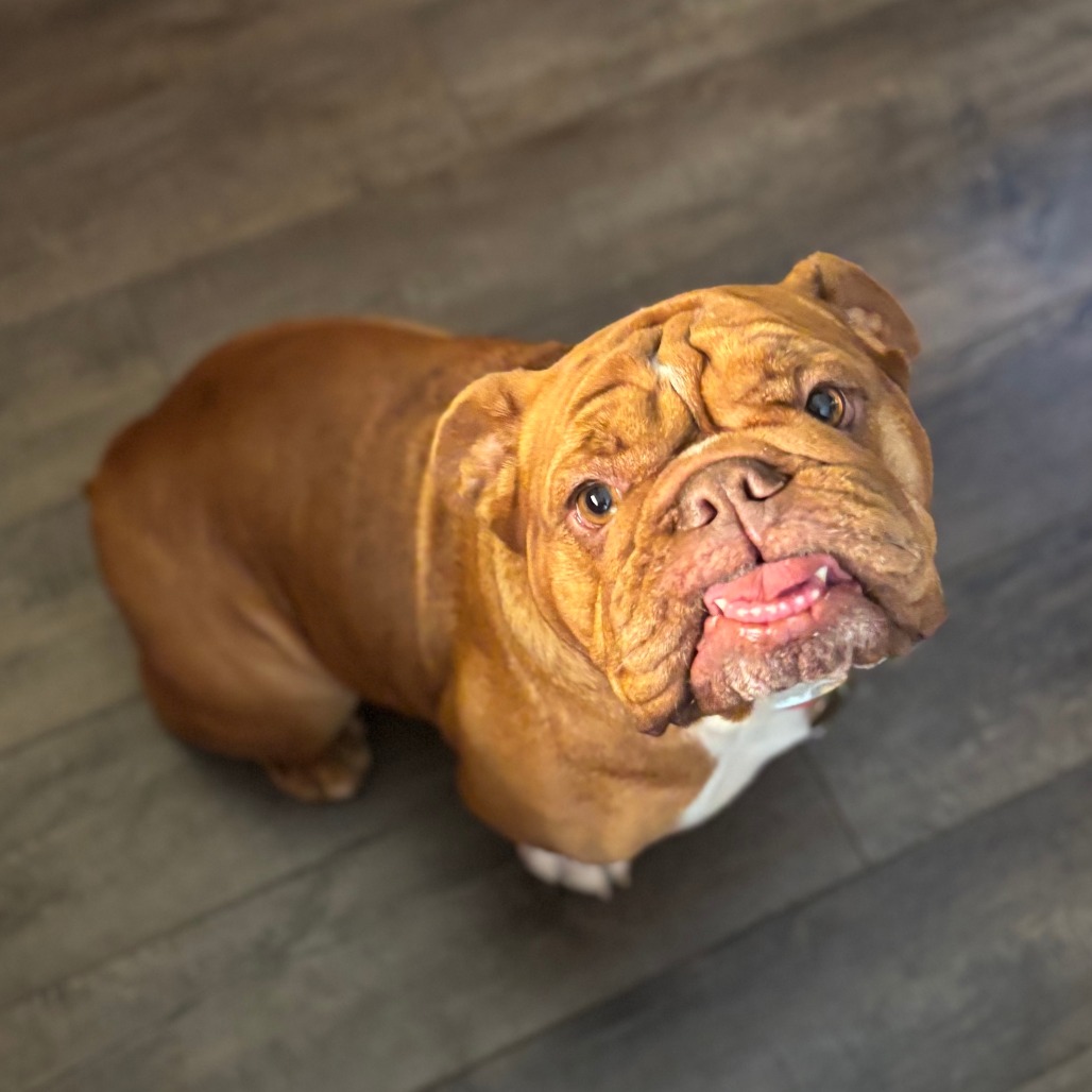 PENNY - Bulldog / English available for adoption