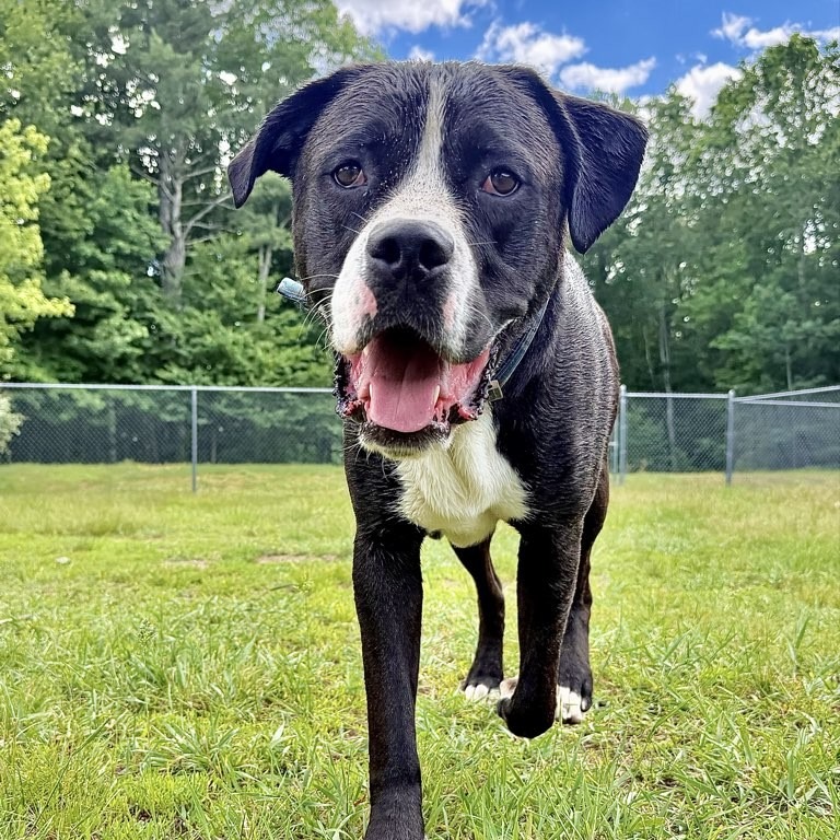 Mixed Breed
