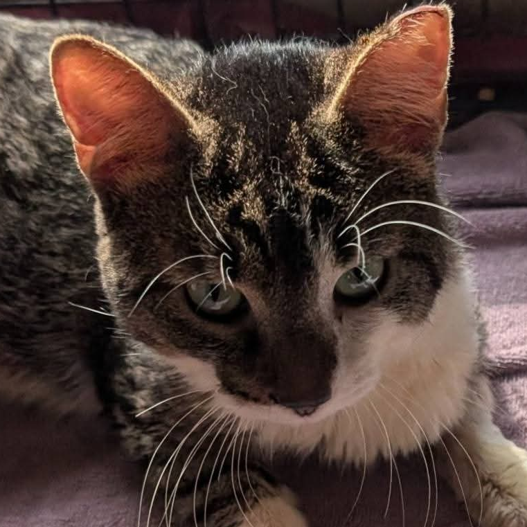 Inferno, an adoptable cat