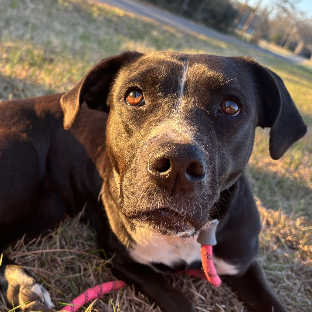 Juliette (intake 12/2024!), photo 6