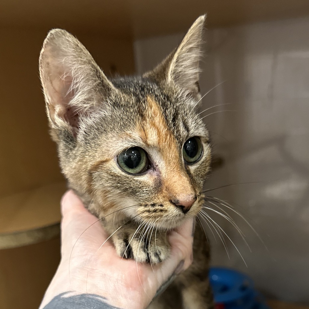 SKITTLE - Domestic Shorthair available for adoption