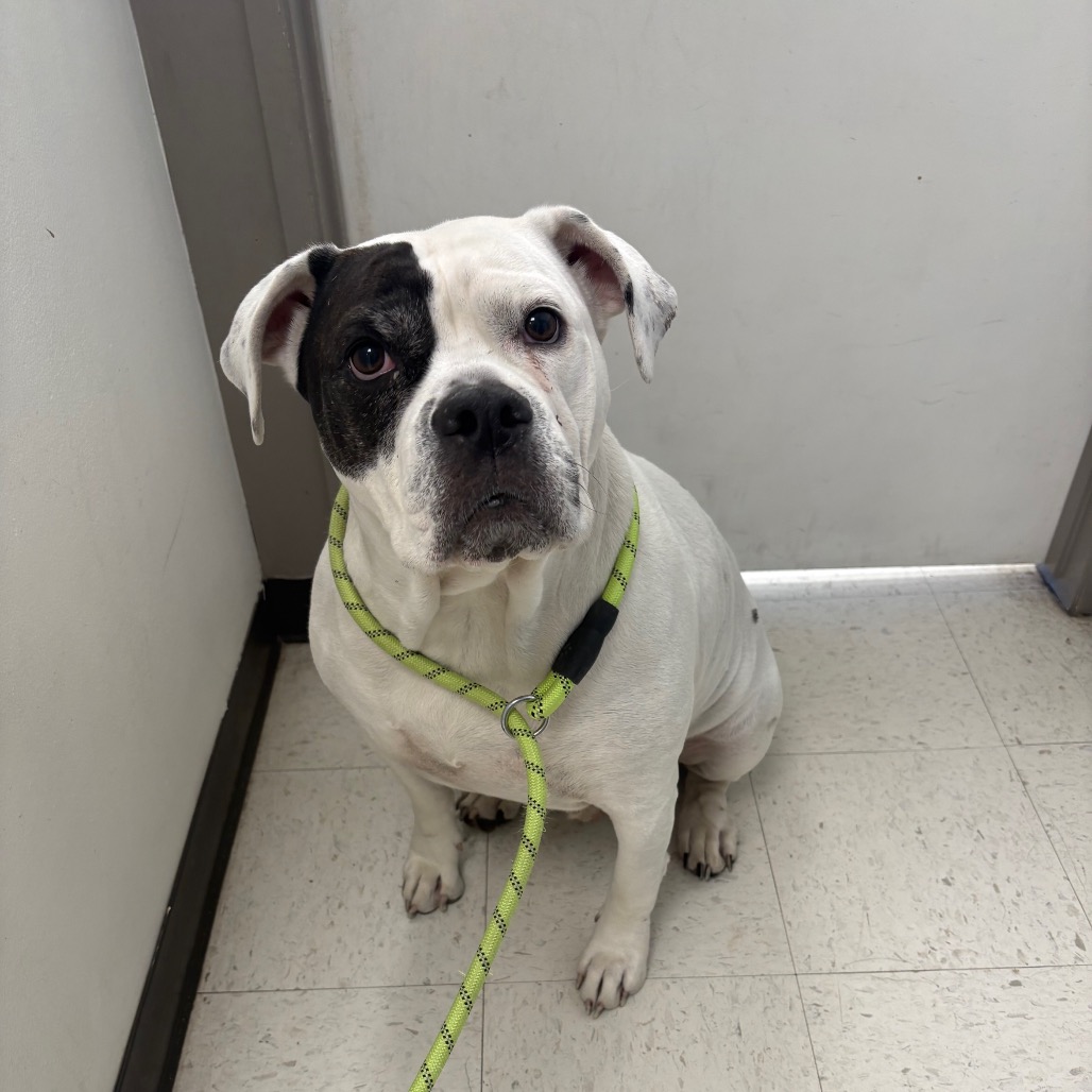 Luna — thumbnail 2