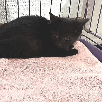 KIWI - Domestic Shorthair available for adoption