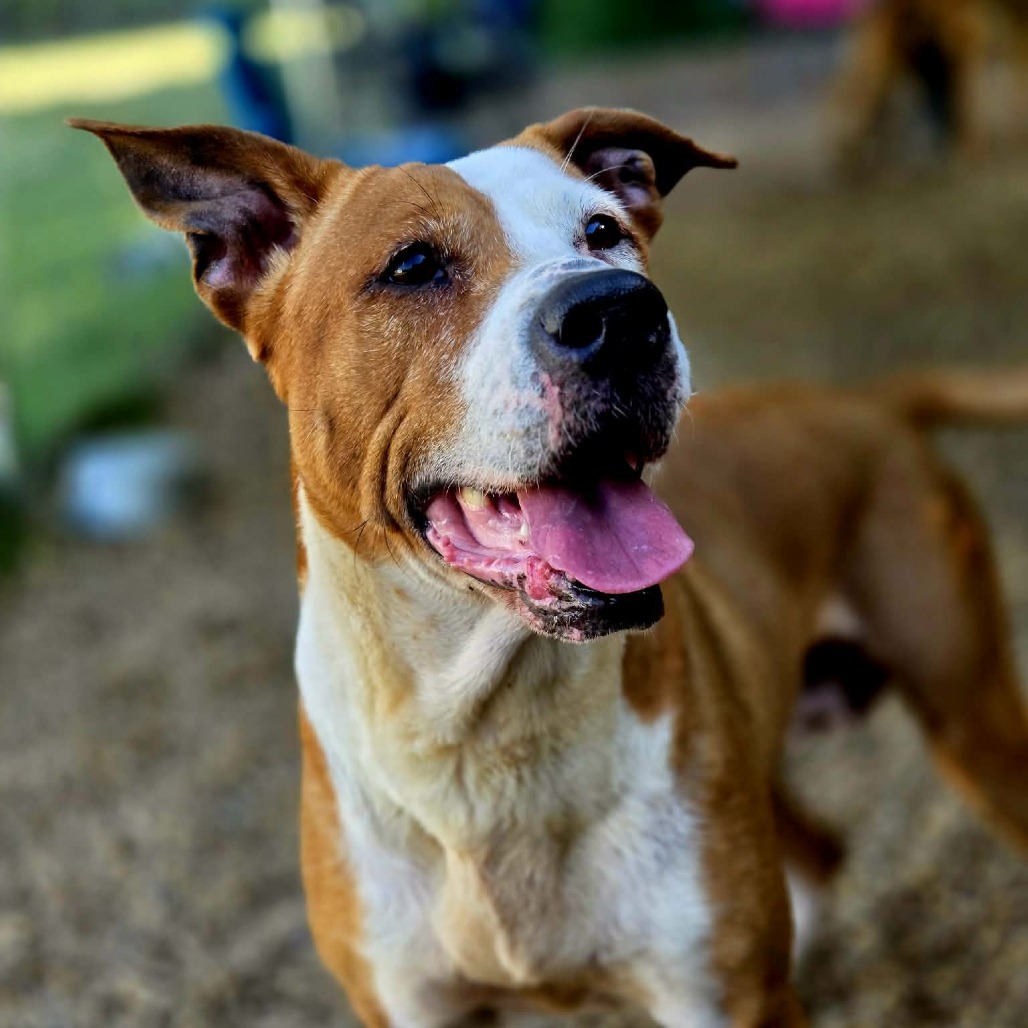 AVALON - Mixed Breed (Medium) available for adoption