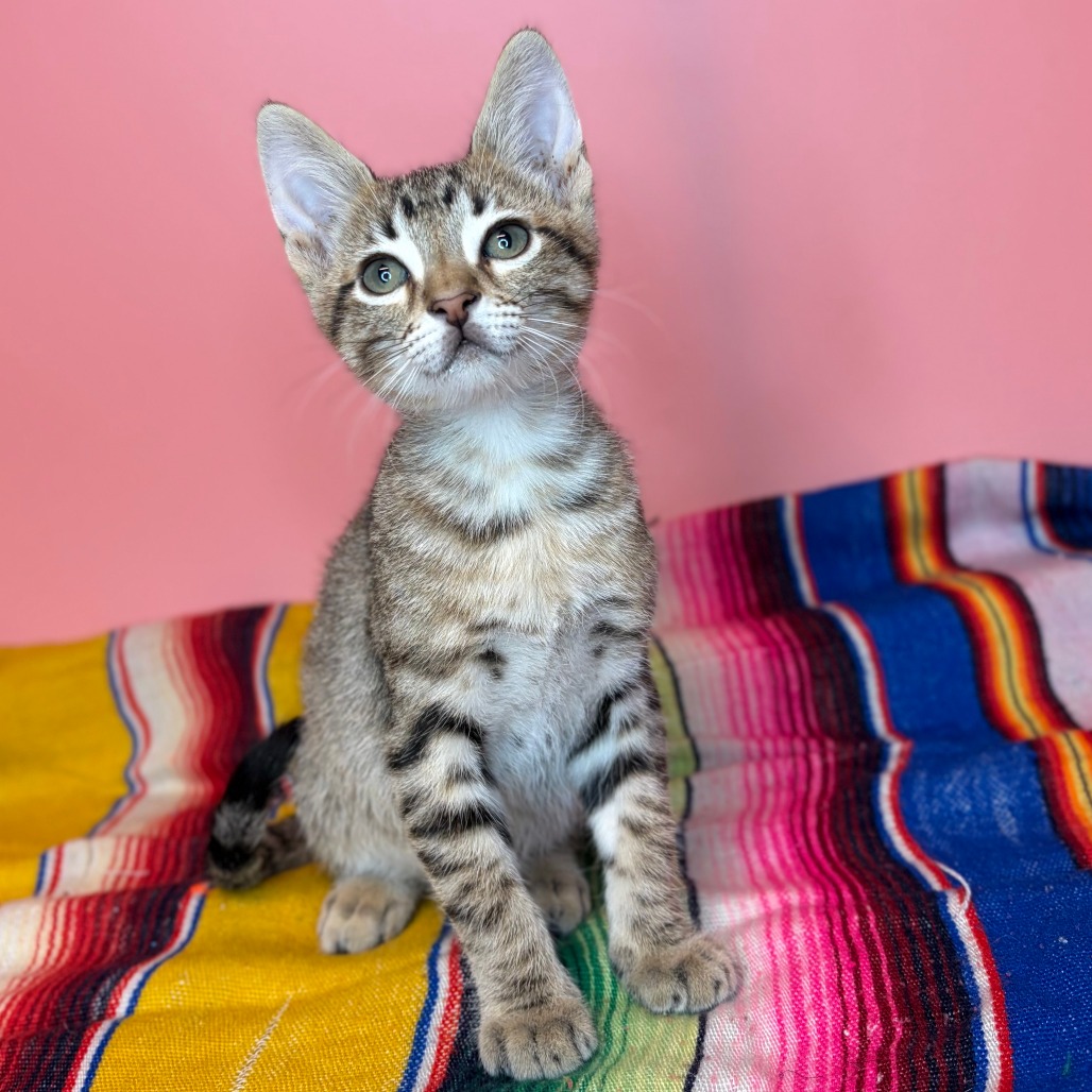 POPTART - Domestic Shorthair available for adoption