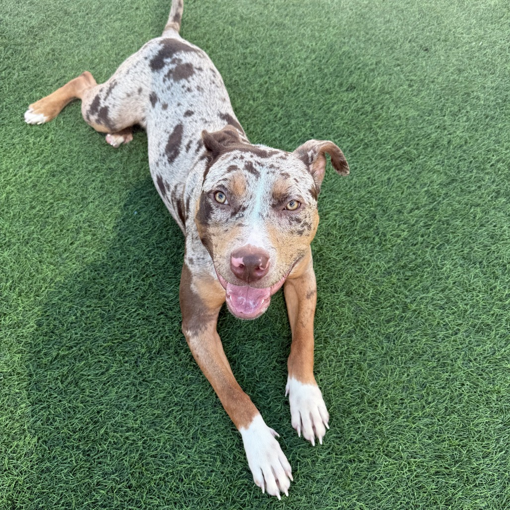 DOT - Terrier, Pit Bull / Catahoula Leopard Dog available for adoption