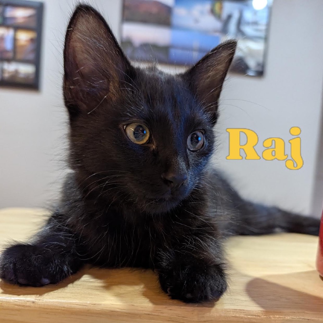 RAJ - Domestic Longhair available for adoption