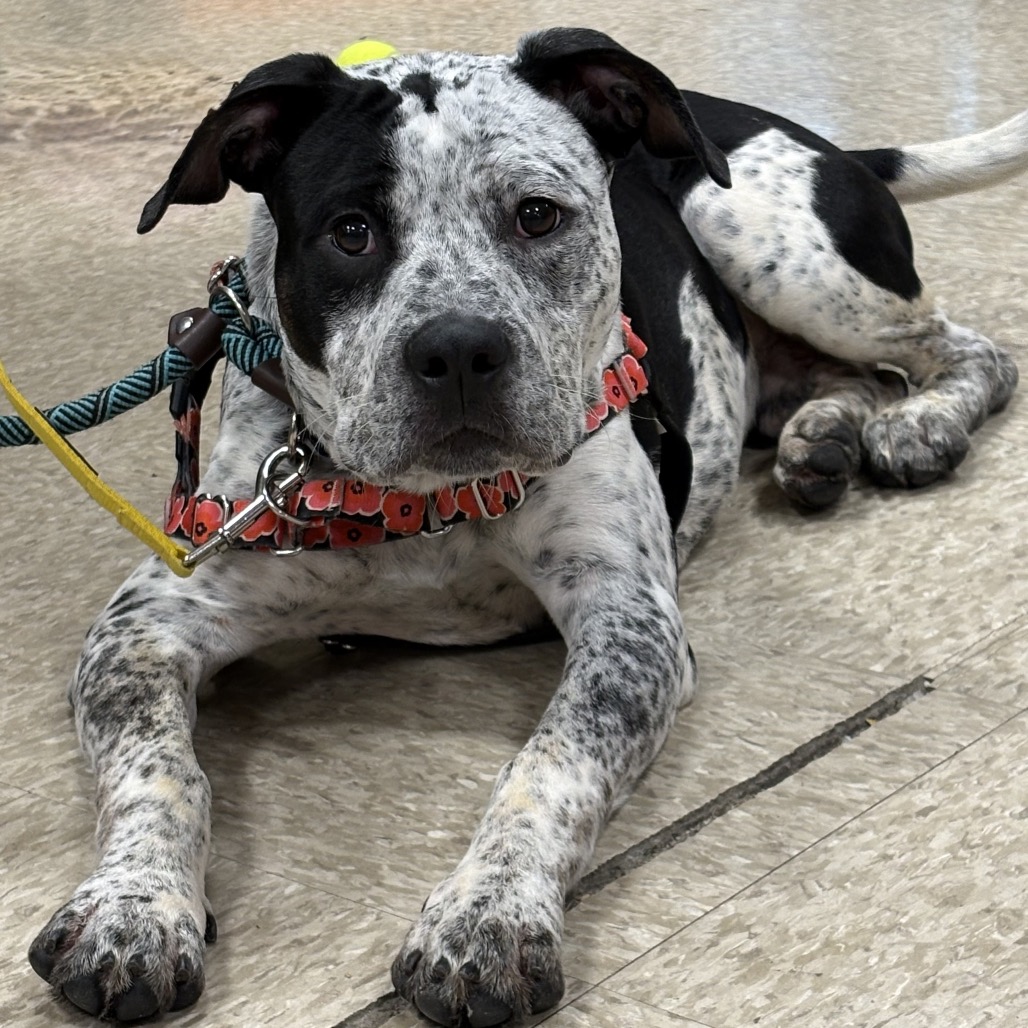 Roscoe — thumbnail 5