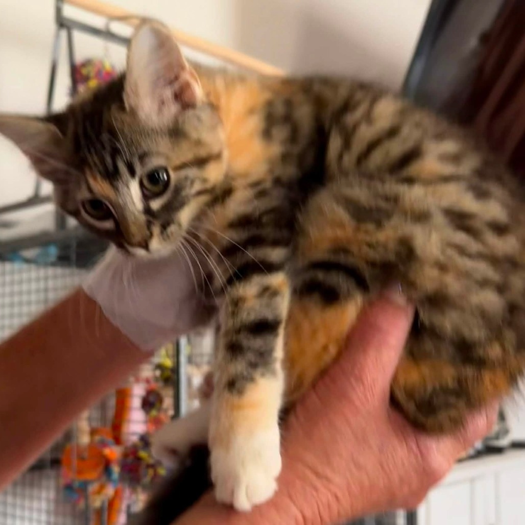 BIRDIE LOU - Domestic Shorthair available for adoption