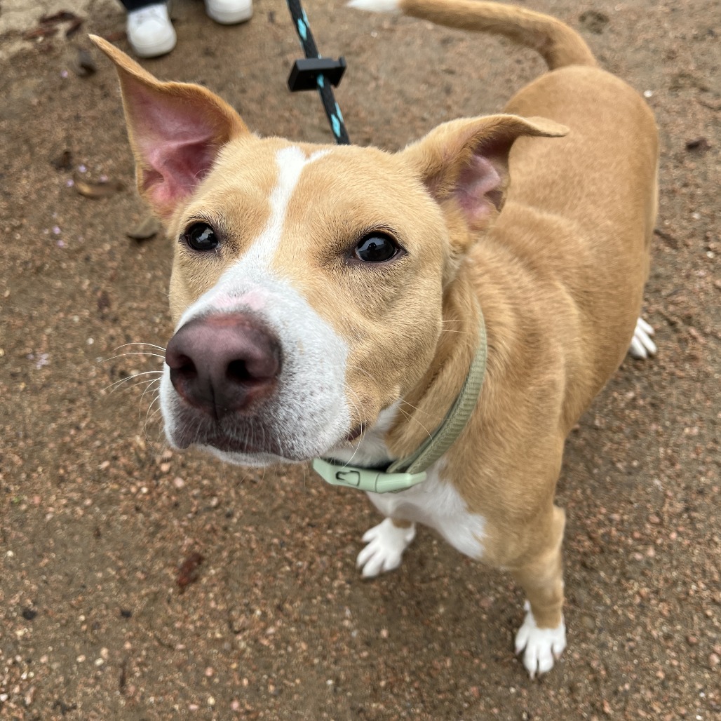 MAX (HERMES) - Terrier / American Staffordshire available for adoption