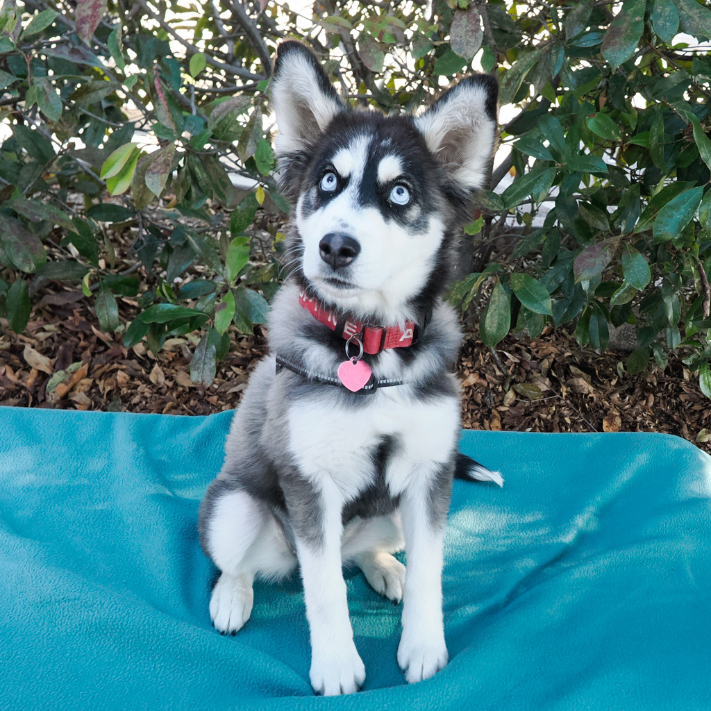 ANNIE SUE, photo 3
