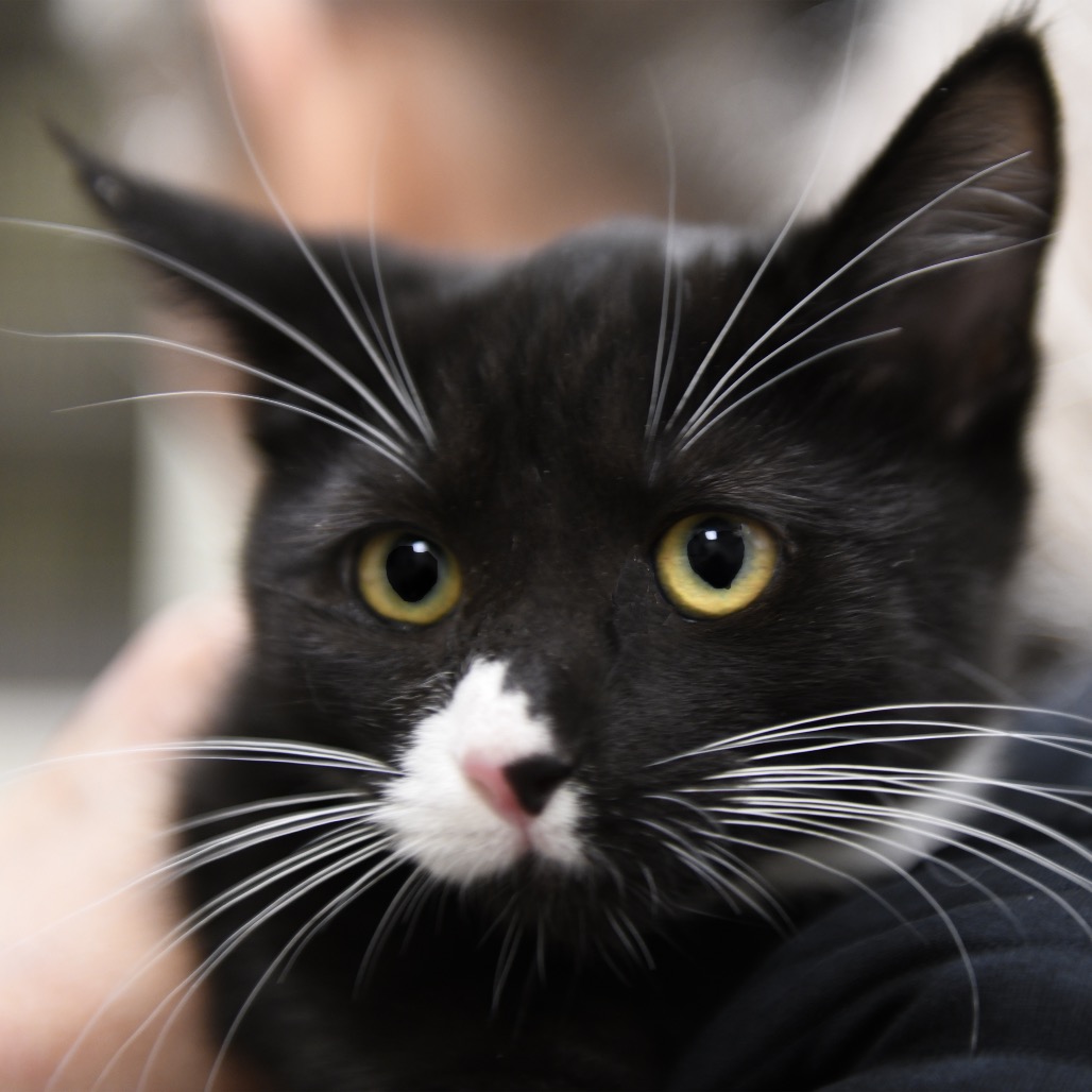 Hotch - Domestic Shorthair