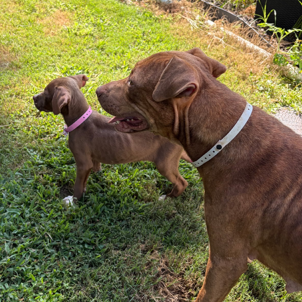 Sienna, photo 5