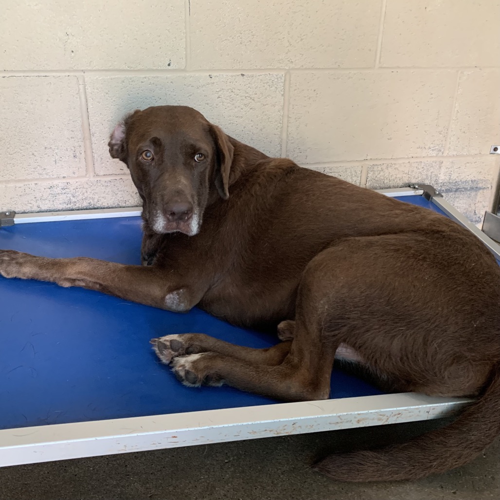Pudge, available for adoption at PVAS