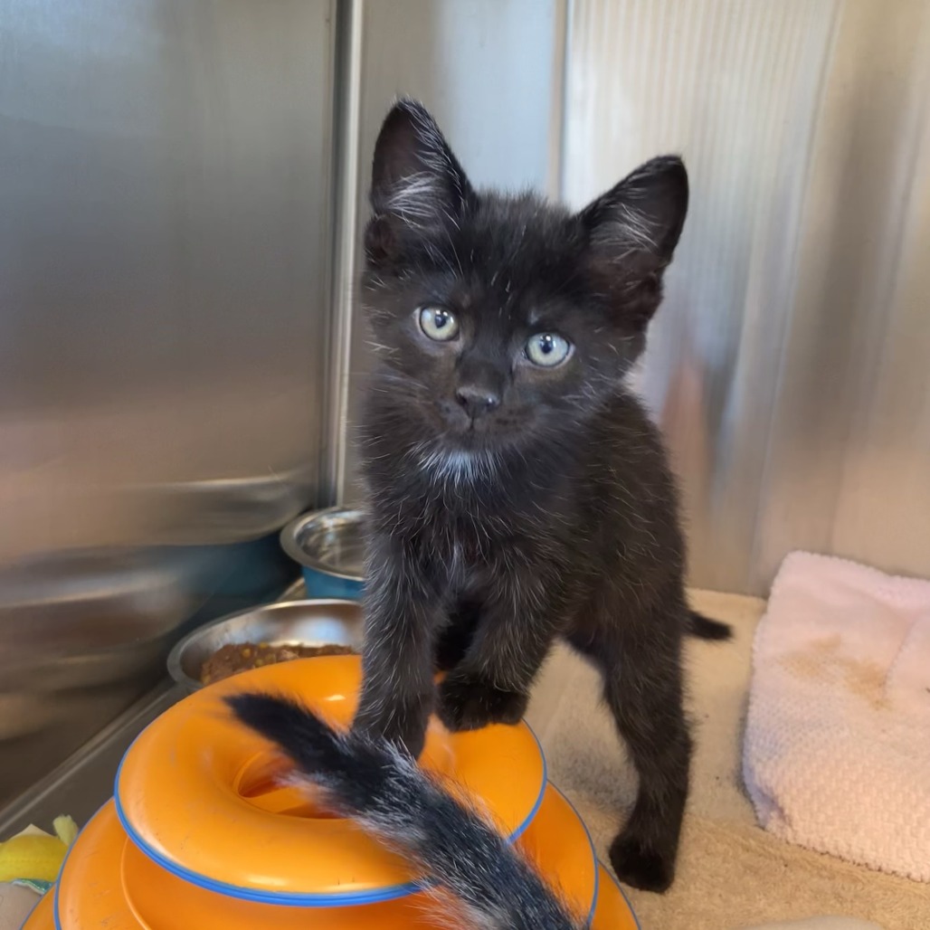 BREAD - Domestic Shorthair available for adoption