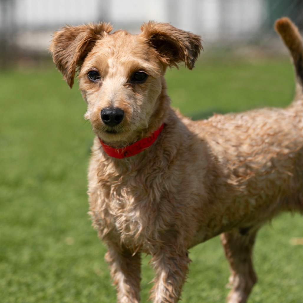 CORTADO (MR26-127) - Poodle, Miniature / Mixed Breed (Small) available for adoption