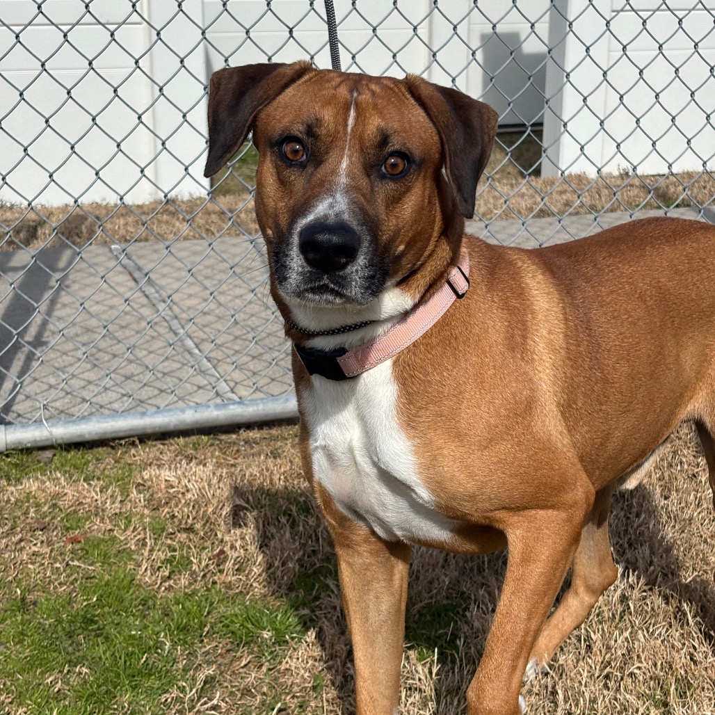 BRUNO MARS - Retriever, Labrador / Mix available for adoption