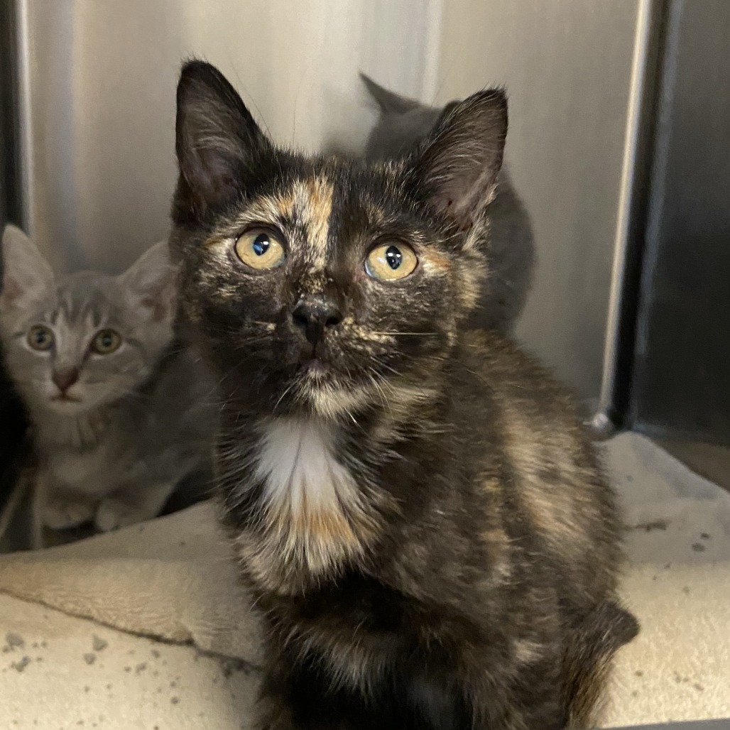 RUNT - Domestic Shorthair available for adoption