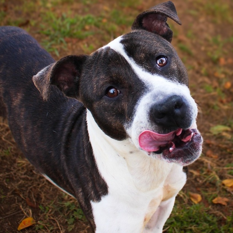 Frankenstein, an adoptable dog at SPCA-BC