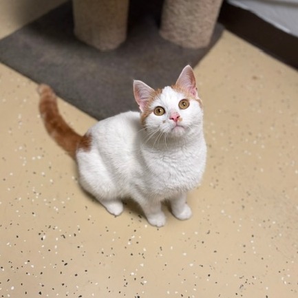 Weezey--In Foster***ADOPTION PENDING***