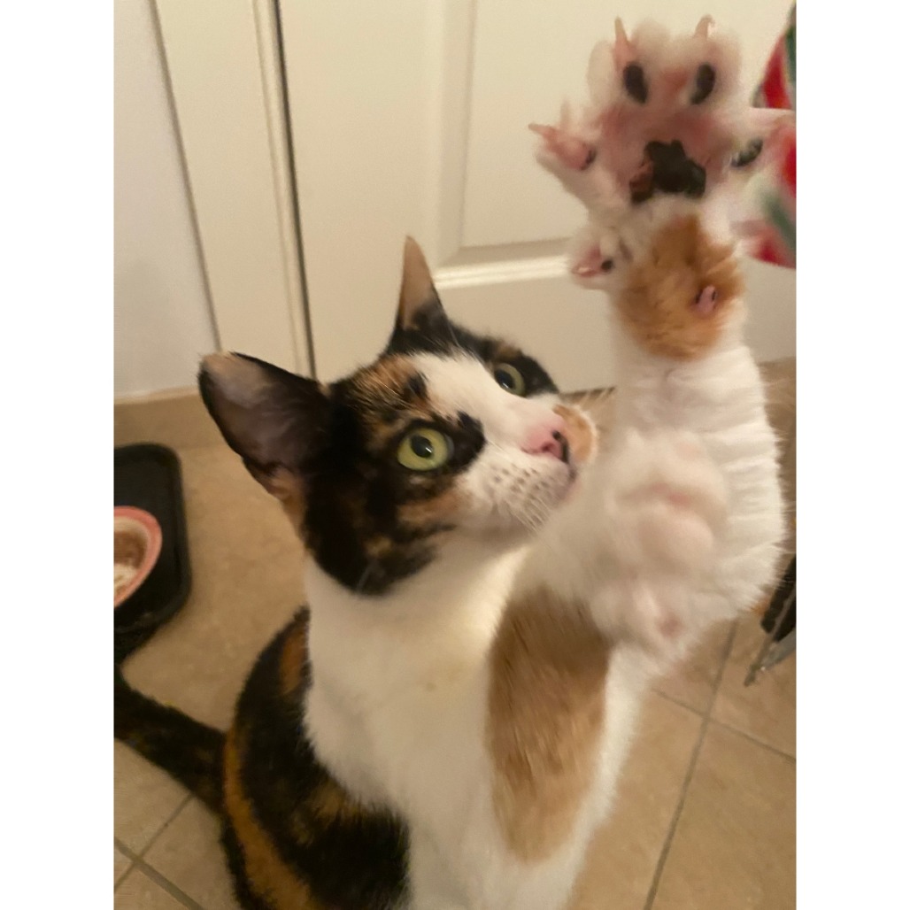 Callie, photo 25