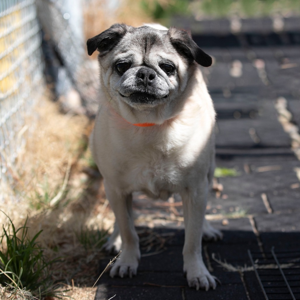 Bohdi (JA26-40), photo 16