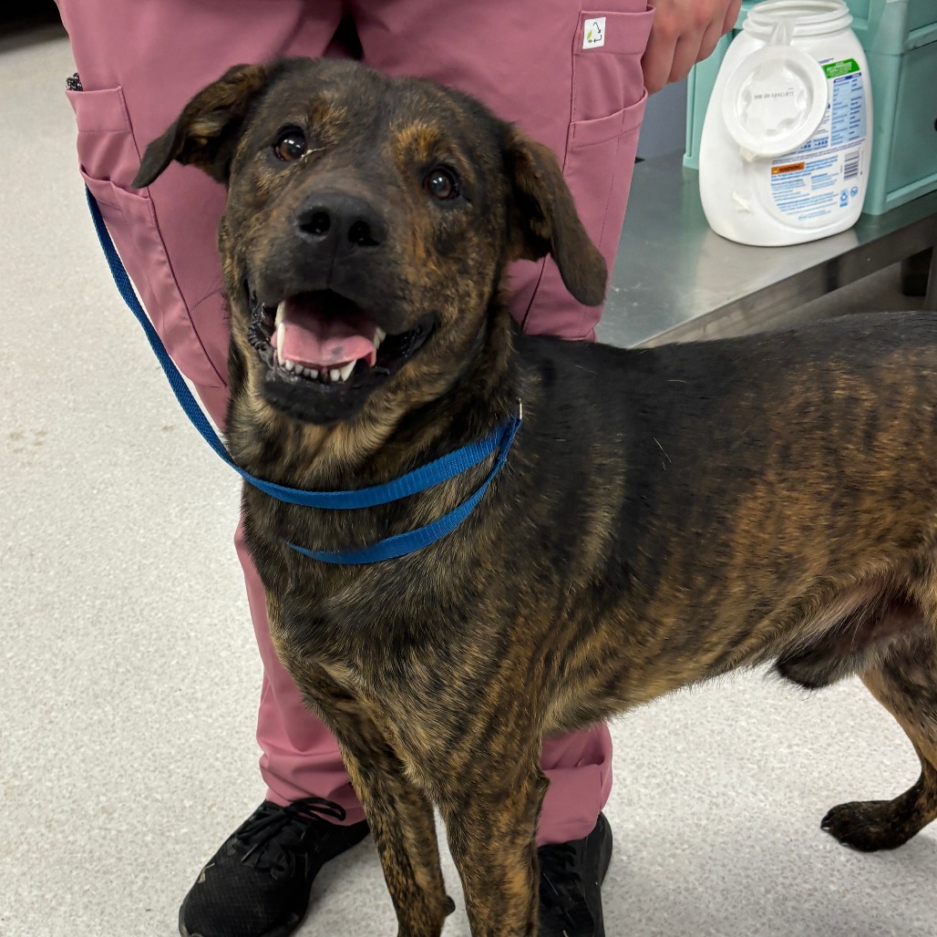 RONALD - Hound / Mix available for adoption