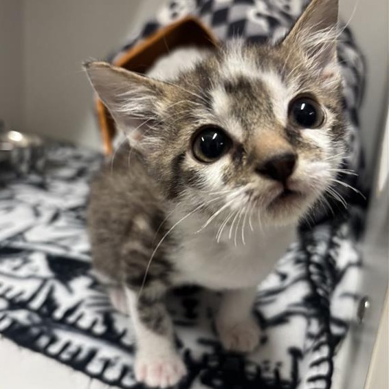 Mr. Whibbles: Male 1 Domestic Shorthair