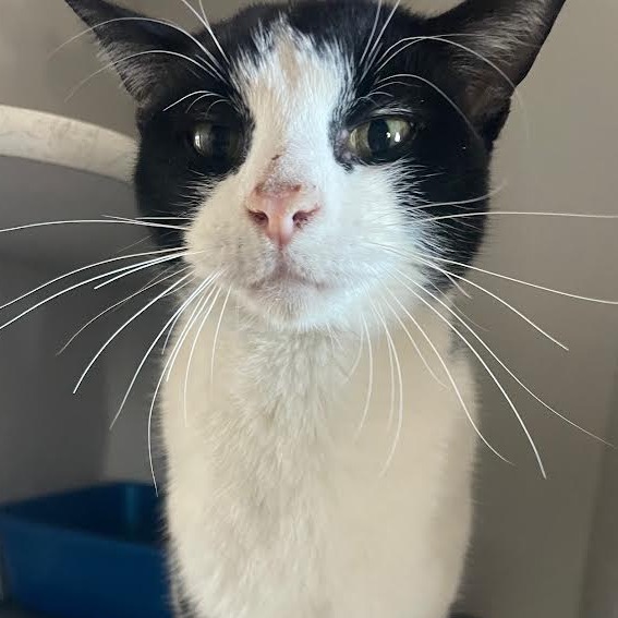 Simon — thumbnail 3