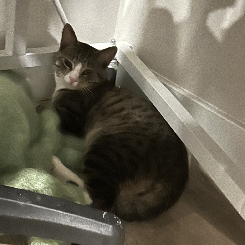 Pip, photo 16