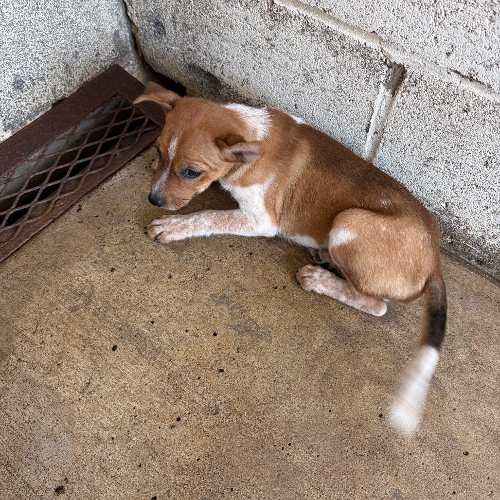 BERNIE - Cattle Dog / Australian (Red Heeler) available for adoption